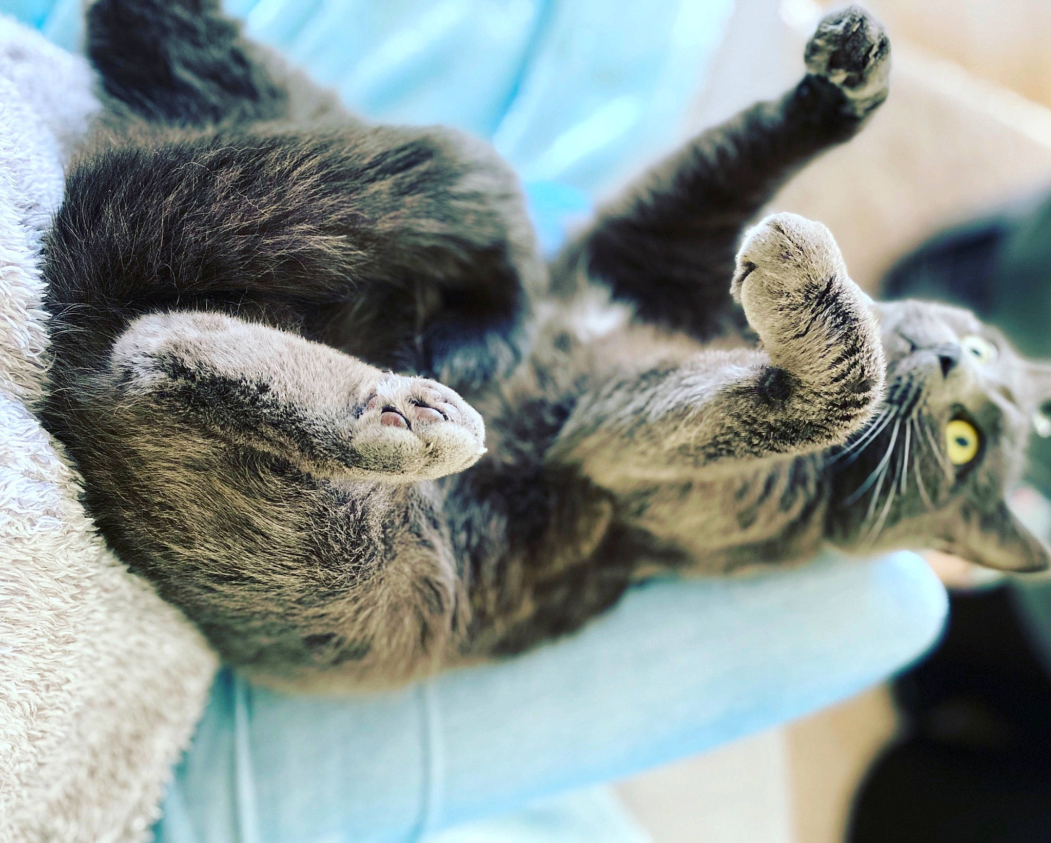 Volga a rejoint le concours — aidez-le/la à gagner de superbes lots ! carnivore, cat, claw, domestic_short_haired_cat, ear, european_shorthair, felidae, finger, fur, hand, kitten, paw, polydactyl_cat, russian_blue, small_to_medium_sized_cats, tabby_cat, tail, whiskers