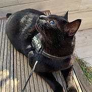 Orion participe au concours pour gagner de l'argent avec cette photo : cat, black_cat, pet, animal, outdoor, wooden_deck, harness, leash, sunlight, curious, fur, whiskers, ears, paws, closeup, side_view, relaxed, looking_up, daylight, nature