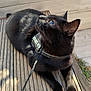 cat, black_cat, pet, animal, outdoor, wooden_deck, harness, leash, sunlight, curious, fur, whiskers, ears, paws, closeup, side_view, relaxed, looking_up, daylight, nature