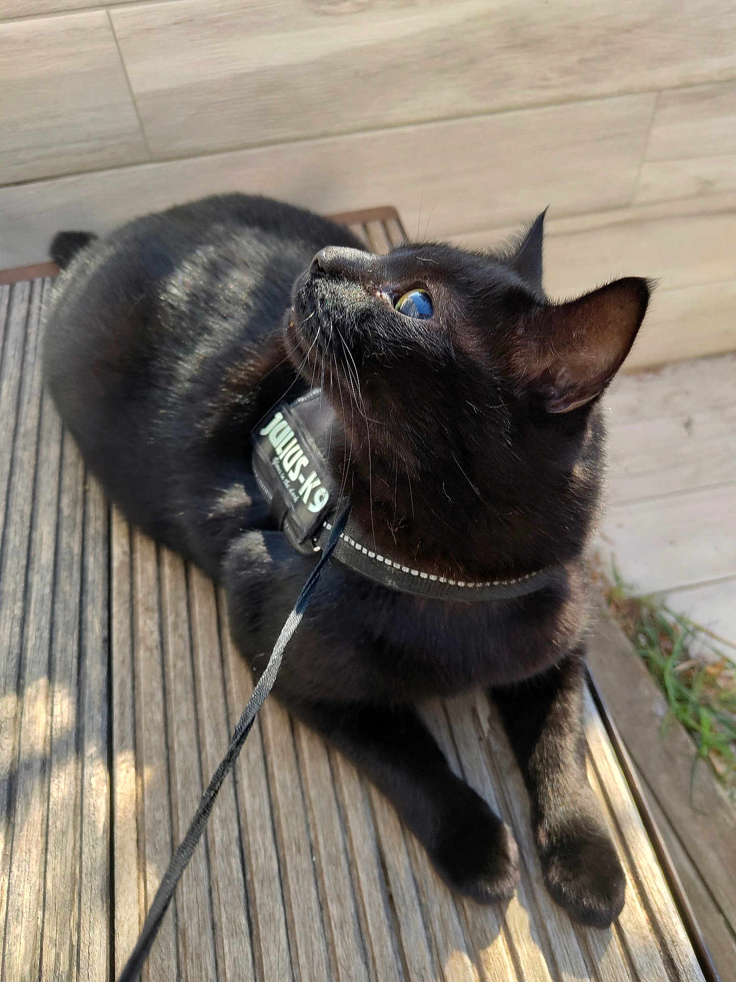 Orion participe au concours pour gagner de l'argent avec cette photo : cat, black_cat, pet, animal, outdoor, wooden_deck, harness, leash, sunlight, curious, fur, whiskers, ears, paws, closeup, side_view, relaxed, looking_up, daylight, nature