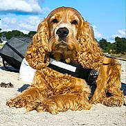 Inook a rejoint le concours — aidez-le/la à gagner de superbes lots ! animal, beach, canine, closeup, clouds, cocker_spaniel, curly_fur, daylight, dog, fur, golden, leisure, lying_down, nature, outdoor, pet, portrait, sand, sky, sunny