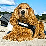 animal, beach, canine, closeup, clouds, cocker_spaniel, curly_fur, daylight, dog, fur, golden, leisure, lying_down, nature, outdoor, pet, portrait, sand, sky, sunny