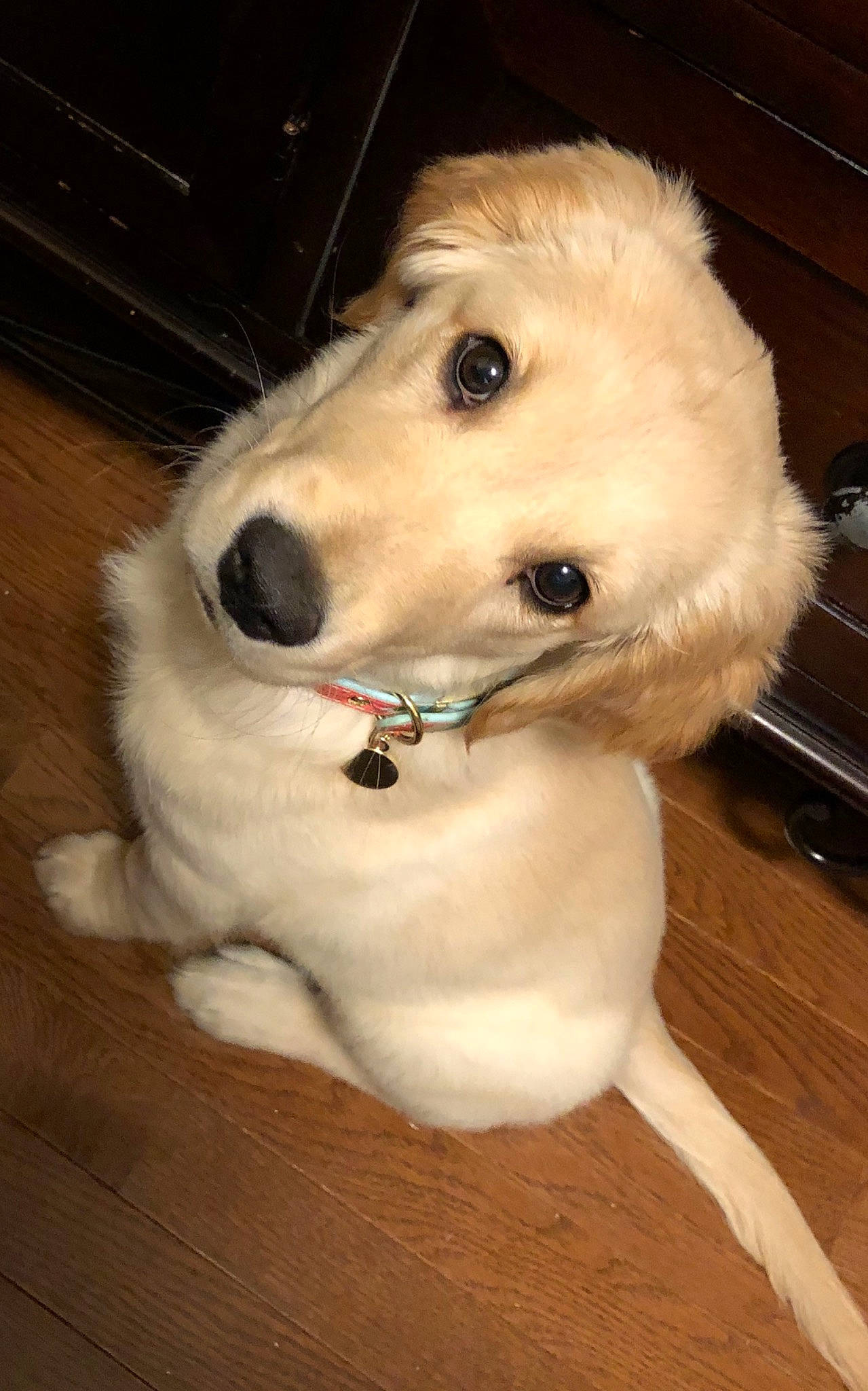 Bonnie joined the competition — help win amazing prizes! akbash_dog, canidae, carnivore, companion_dog, dog, dog_breed, great_pyrenees, kuvasz, mammal, rare_breed_dog, silken_windhound, slovak_cuvac, small_greek_domestic_dog, snout, sporting_group, vertebrate, whiskers