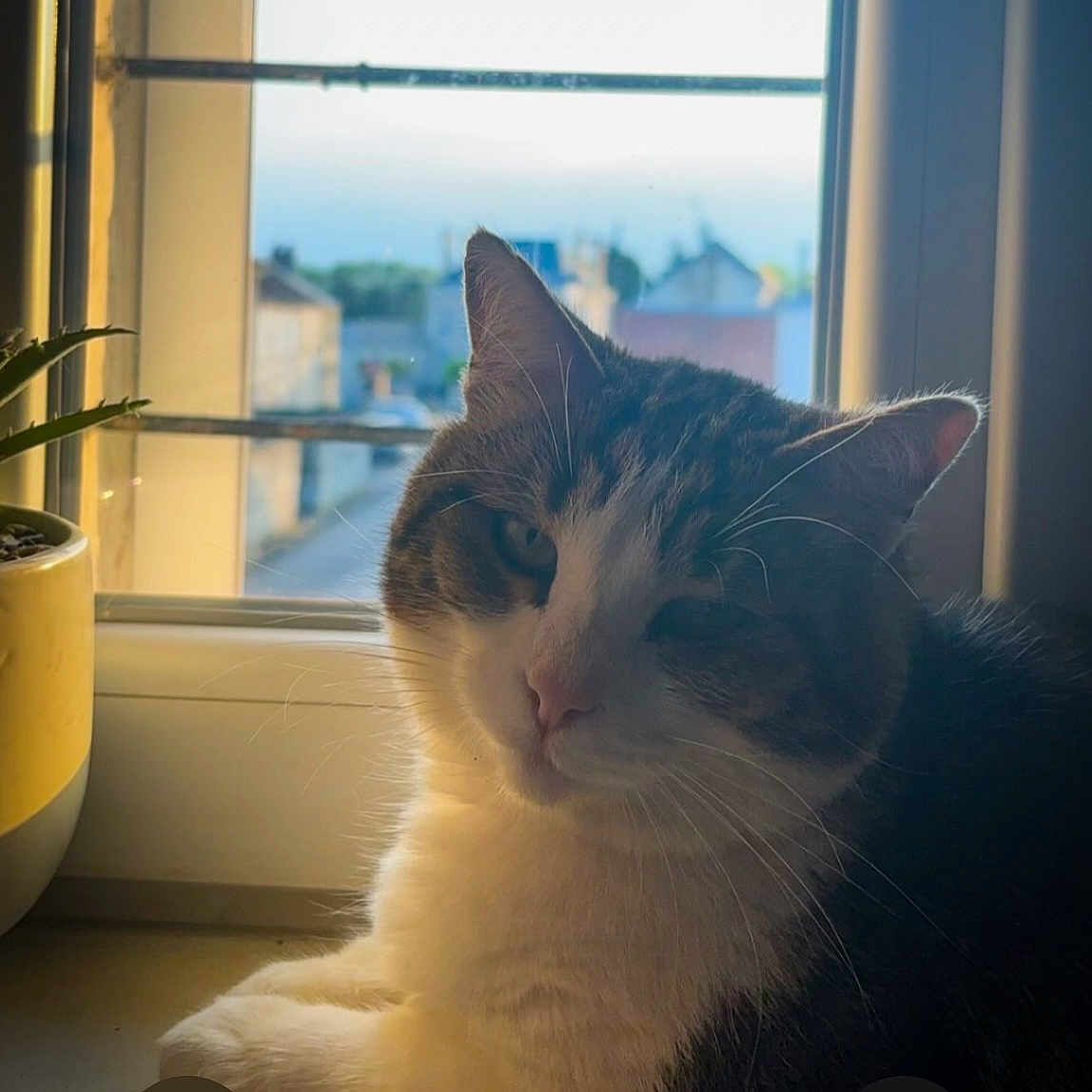 Malia participe au concours pour gagner de l'argent avec cette photo : abyssinian, angora, animal, cat, cookware, hardwood, indoors, jar, kitten, manx, pet, plant, planter, pottedplant, pottery, siamese, vase, window, windowsill, wood