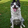 Chelsea participe au concours pour gagner de l'argent avec cette photo : dog, border_collie, happy, tongue_out, grass, outdoor, pet, animal, black_and_white, ears_up, sitting, canine, nature, cute, playful, fur, tongue, one_blue_eye, one_brown_eye, smiling