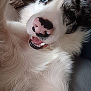 Chelsea a rejoint le concours — aidez-le/la à gagner de superbes lots ! dog, close_up, blue_eyes, happy, playful, cute, pet, animal, fluffy, white_fur, nose, teeth, portrait, canine, indoor, friendly, smiling, fur, face, domestic_animal