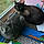Grey And Simon