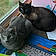 Grey And Simon
