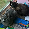 cat, gray_cat, dark_cat, green_eyes, blue_eyes, window, mat, indoor, pets, animal, feline, resting, looking, closeup, domestic_cat, cute, two_cats, fur, whiskers, natural_light