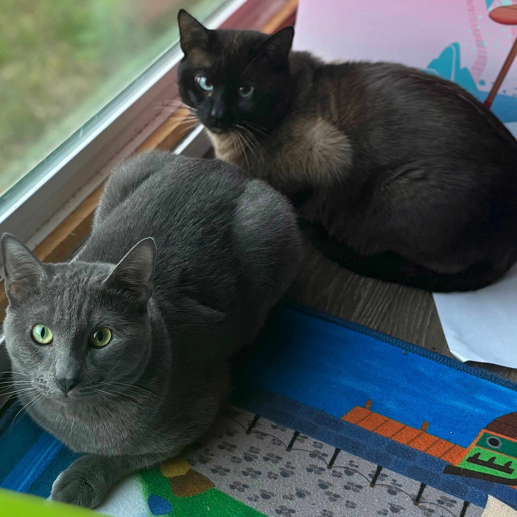 Grey And Simon is registered to the contest to win money with this photo: cat, gray_cat, dark_cat, green_eyes, blue_eyes, window, mat, indoor, pets, animal, feline, resting, looking, closeup, domestic_cat, cute, two_cats, fur, whiskers, natural_light