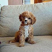 Millie is registered to the contest to win money with this photo: puppy, dog, curly_fur, brown, white, couch, indoor, pet, cute, small_dog, furniture, cozy, sitting, fluffy, animal, domestic_animal, young_dog, canine, home, adorable