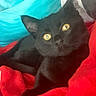 Benji is registered to the contest to win money with this photo: cat, black_cat, animal, pet, feline, golden_eyes, whiskers, ears, fur, lying_down, relaxed, blanket, red_blanket, turquoise_blanket, indoors, close_up, portrait, colorful, couch, cozy