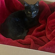 Benji is registered to the contest to win money with this photo: black_cat, cat, pet, feline, animal, green_eyes, glowing_eyes, sitting, blanket, red_blanket, cardboard_box, indoor, cozy, home, portrait, whiskers, pointed_ears, fur, relaxed, photography