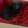 black_cat, cat, pet, feline, animal, green_eyes, glowing_eyes, sitting, blanket, red_blanket, cardboard_box, indoor, cozy, home, portrait, whiskers, pointed_ears, fur, relaxed, photography