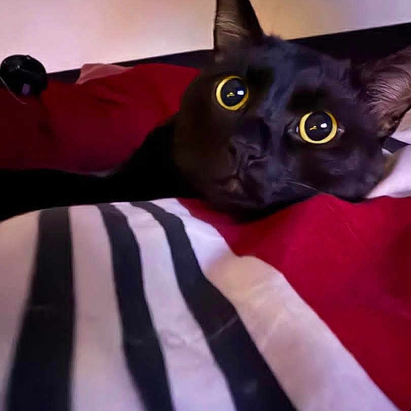 Benji