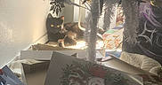 Benji joined the competition — help win amazing prizes! cat, black_cat, christmas_tree, ornaments, gift_boxes, wrapping_paper, holiday, indoors, sunlight, window, sitting, lying_down, yellow_eyes, pet, kitten, festive, cardboard, decorations, home, cozy