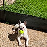 Athéna a rejoint le concours — aidez-le/la à gagner de superbes lots ! dog, french_bulldog, tennis_ball, outdoor, sunlight, fence, grass, pet, playing, resting, animal, white_dog, small_dog, ground, shadow, daylight, cute, canine, love, text_overlay