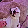 Athéna participe au concours pour gagner de l'argent avec cette photo : dog, pet, blanket, purple, hand, playful, cozy, cute, fur, animal, indoor, relaxed, companion, paw, smiling, resting, soft, comfort, human, interaction