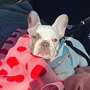 Athéna a rejoint le concours — aidez-le/la à gagner de superbes lots ! dog, french_bulldog, puppy, blanket, pink_blanket, red_hearts, car_seat, sunlight, pet, canine, cute, animal, resting, leash, harness, cozy, indoors, closeup, snuggling, relaxed