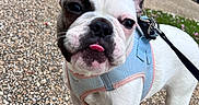 Athéna participe au concours pour gagner de l'argent avec cette photo : dog, french_bulldog, pet, animal, harness, outdoor, sidewalk, brick_wall, tongue_out, cute, small_dog, leash, standing, walking, daylight, close_up, funny_face, ears_up, white_dog, black_and_white