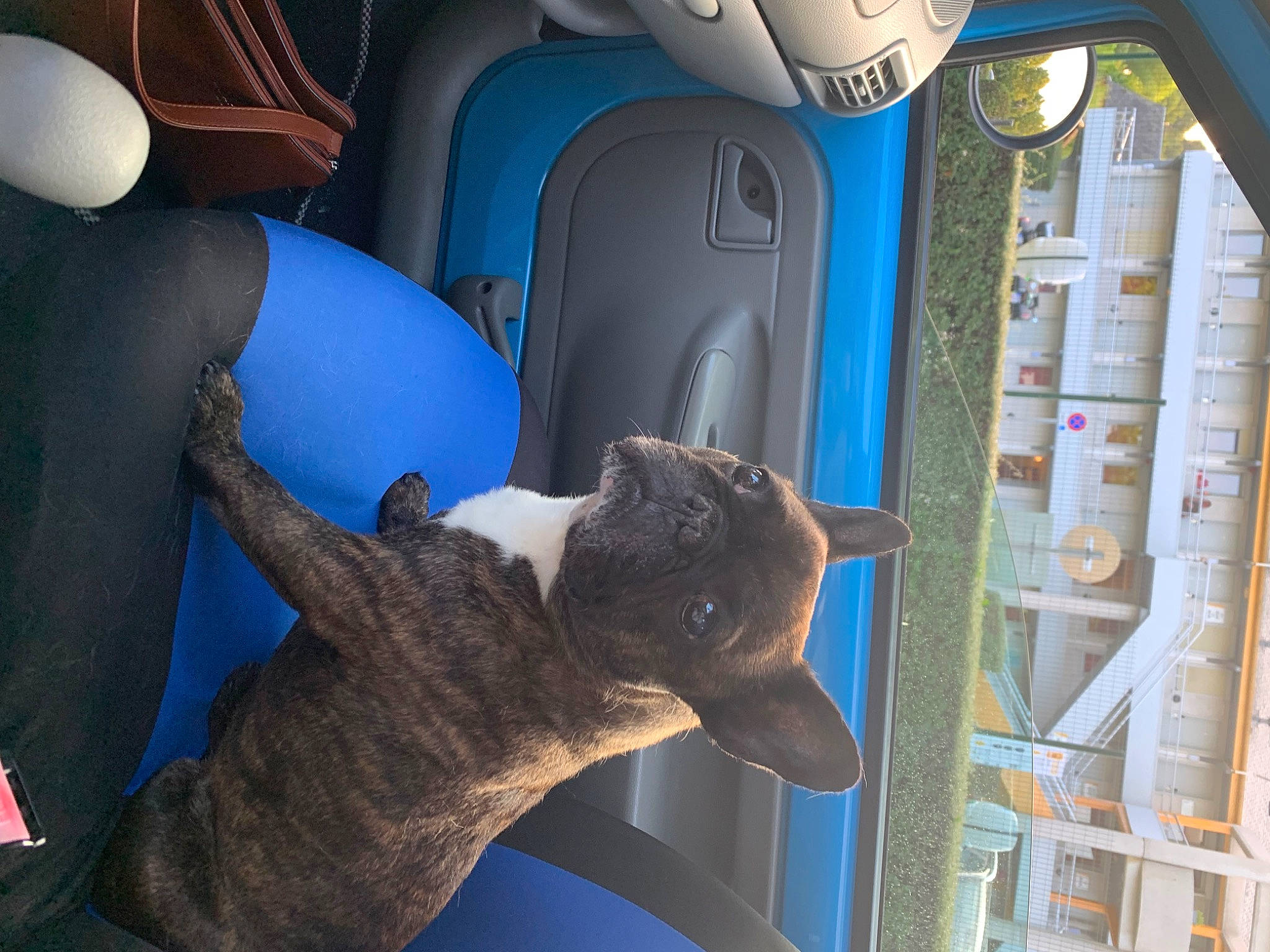 Iron participe au concours pour gagner de l'argent avec cette photo : art, auto_part, automotive_design, automotive_exterior, blue, car_seat, car_seat_cover, comfort, domestic_short_haired_cat, electric_blue, family_car, felidae, gesture, head_restraint, motor_vehicle, sculpture, small_to_medium_sized_cats, tail, vehicle_door, whiskers