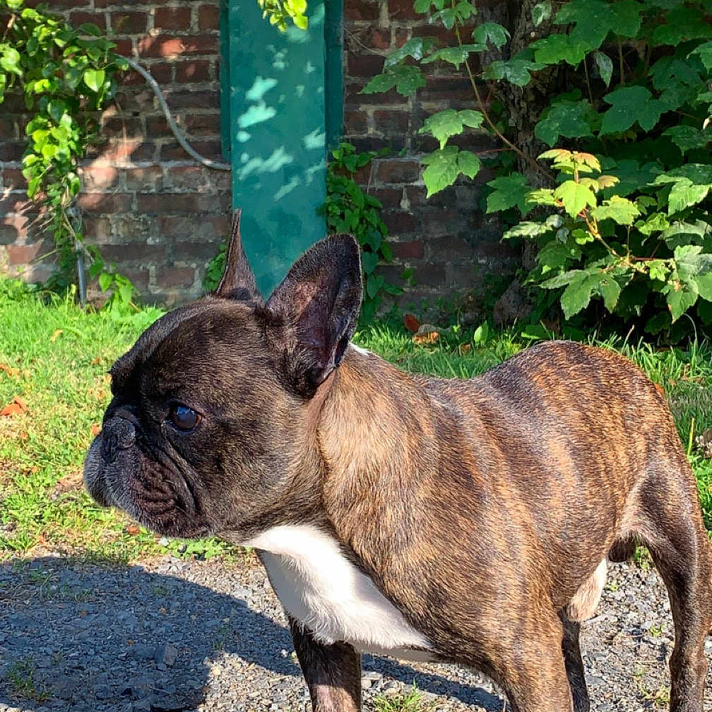Iron participe au concours pour gagner de l'argent avec cette photo : animal, architecture, brick, building, bulldog, canine, dog, frenchbulldog, grass, herbal, herbs, leaf, pet, pitbull, plant, pottedplant, rock, soil, vegetation, wall