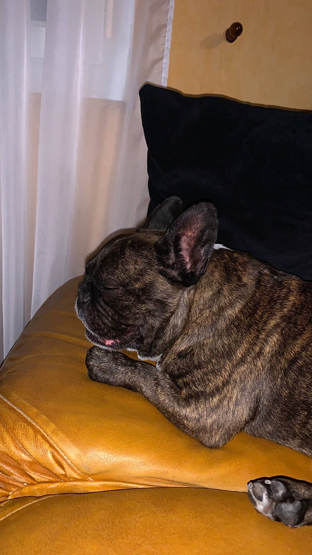 Iron participe au concours pour gagner de l'argent avec cette photo : carnivore, comfort, companion_dog, couch, curtain, dog, dog_breed, fawn, felidae, fur, liver, nap, non_sporting_group, room, snout, sporting_group, tail, terrestrial_animal, whiskers, working_animal