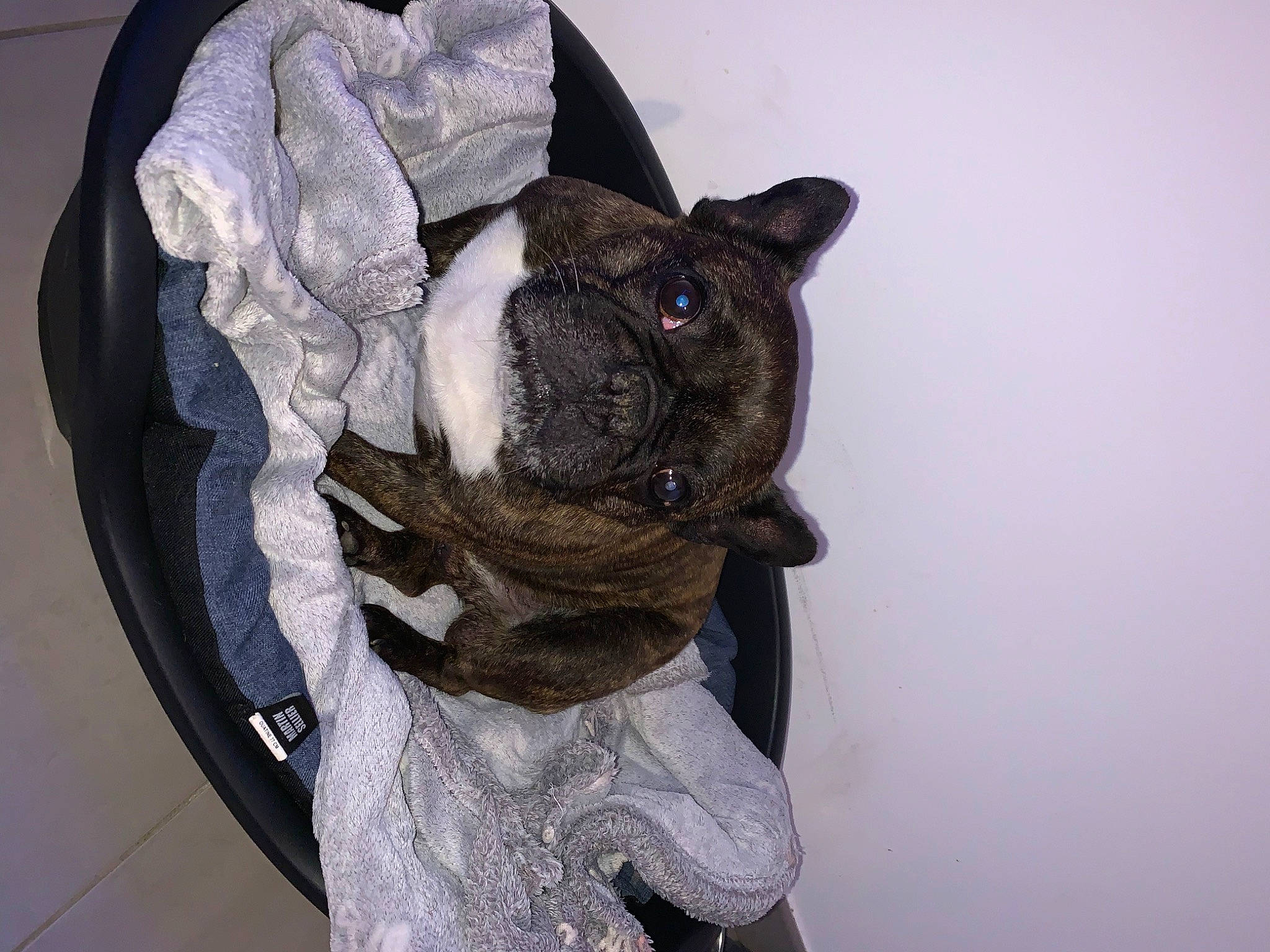 Iron participe au concours pour gagner de l'argent avec cette photo : carnivore, collar, companion_dog, dog, dog_breed, dog_clothes, dog_collar, fawn, grey, headgear, pet_supply, pug, sleeve, snout, sporting_group, tail, toy, whiskers, working_animal, wrinkle