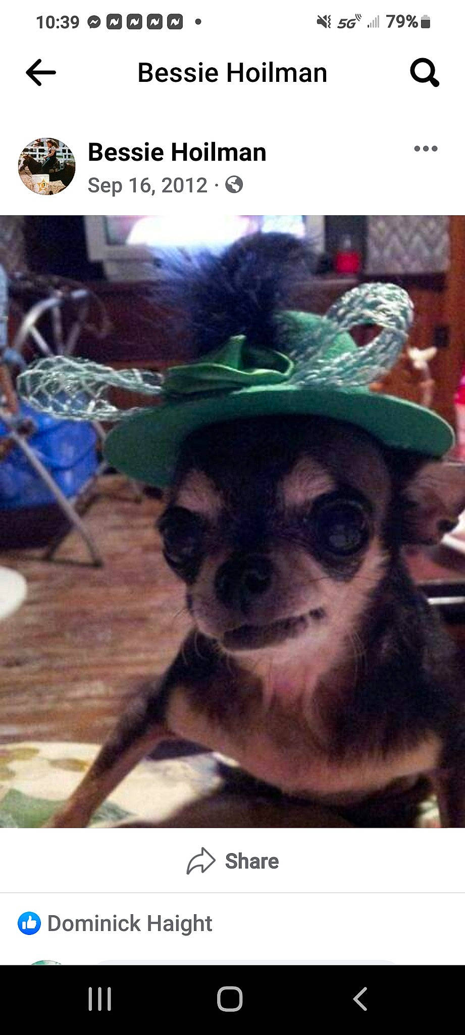 Cricket joined the competition — help win amazing prizes! canidae, carnivore, companion_dog, costume_hat, dog, dog_breed, dog_clothes, dog_supply, event, fashion_accessory, fawn, fur, hat, holiday, photo_caption, snout, terrestrial_animal, toy_dog, whiskers, working_animal