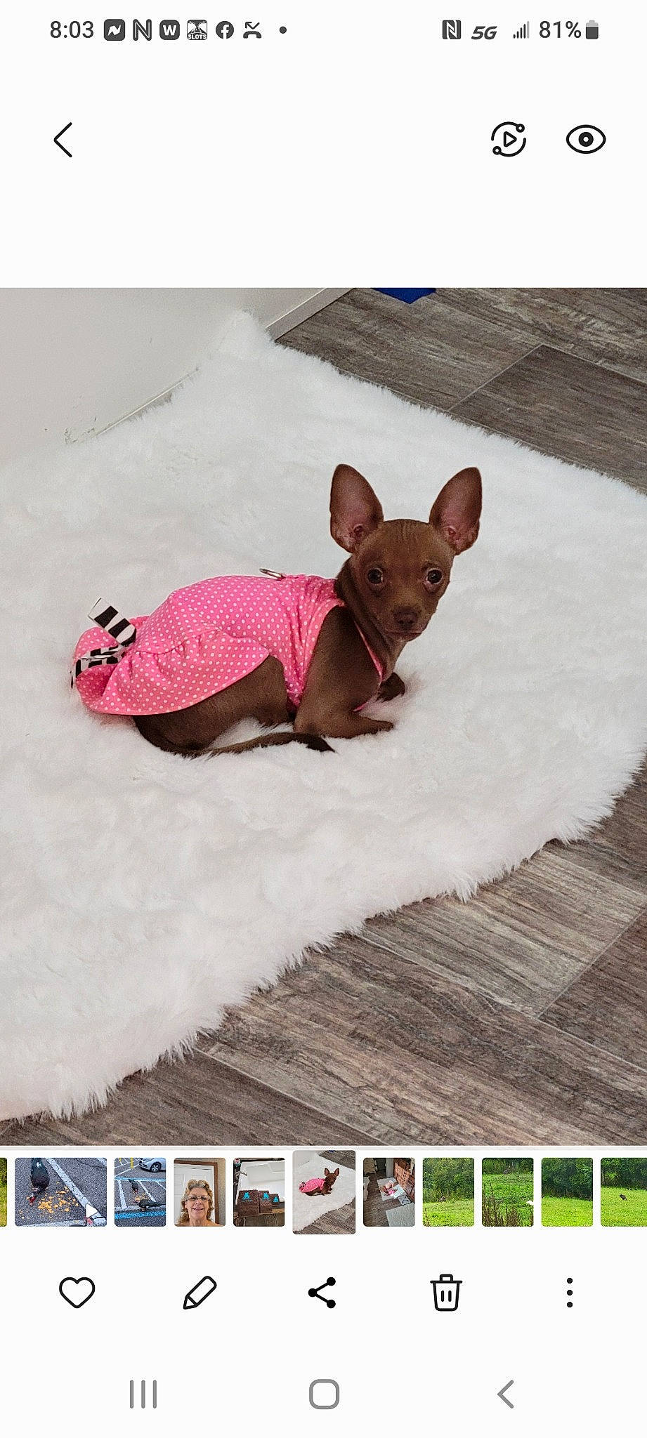 Punkin joined the competition — help win amazing prizes! canidae, carmine, carnivore, comfort, companion_dog, dog, dog_breed, dog_clothes, dog_supply, fawn, fur, liver, magenta, sleeve, snout, tail, terrestrial_animal, toy_dog, wood, working_animal