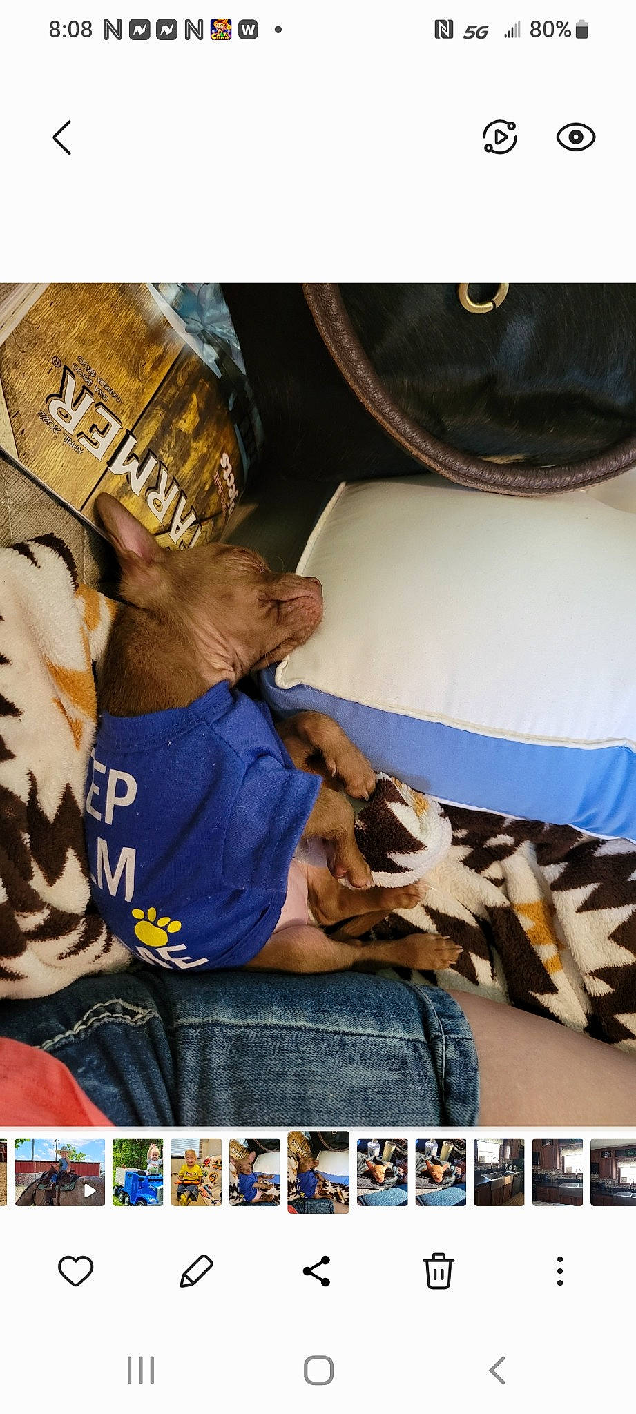 Punkin is registered to the contest to win money with this photo: automotive_tire, canidae, carnivore, comfort, companion_dog, dog, dog_breed, felidae, font, fur, hat, linens, nap, photo_caption, room, sporting_group, sun_hat