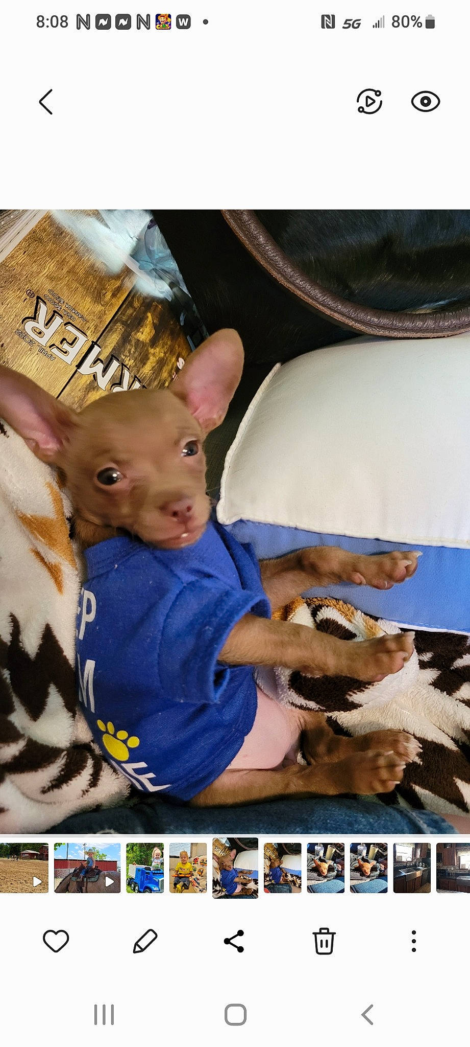 Punkin joined the competition — help win amazing prizes! baby, canidae, child, comfort, companion_dog, dog_breed, ear, event, fawn, fur, magenta, pattern, photo_caption, toy_dog, whiskers