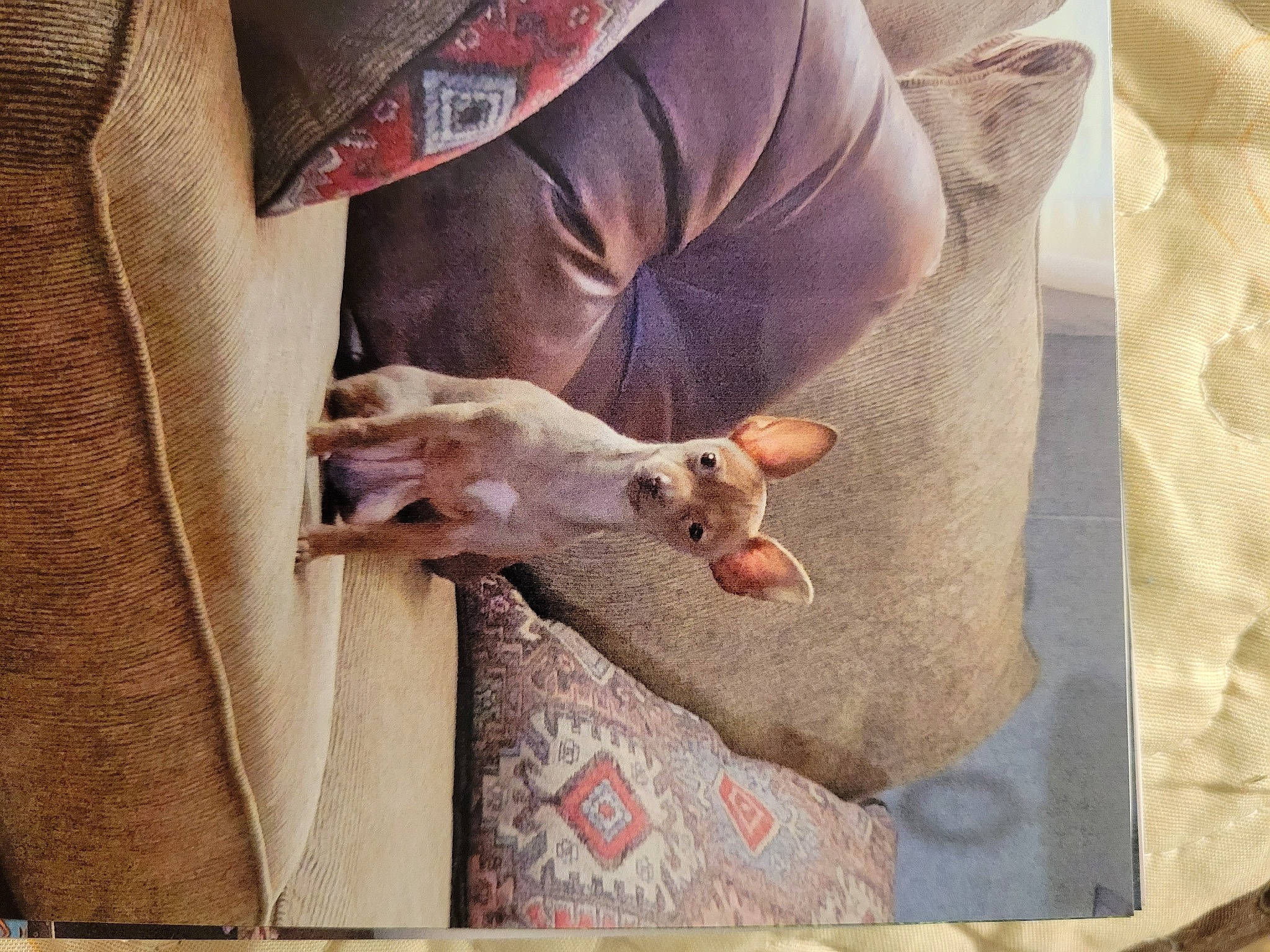 Punkin joined the competition — help win amazing prizes! canidae, carnivore, comfort, companion_dog, dog, dog_breed, fawn, felidae, fur, linens, pattern, paw, sleeve, small_to_medium_sized_cats, sporting_group, t_shirt, textile, whiskers, wood, working_animal