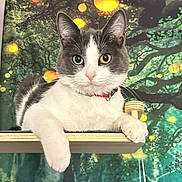 Tommy Girl is registered to the contest to win money with this photo: cat, heterochromia, blue_eye, yellow_eye, white_fur, gray_fur, pet, animal, portrait, wooden_platform, tree_background, forest, glowing_orbs, indoor, collar, cute, relaxed, whiskers, ears, paw