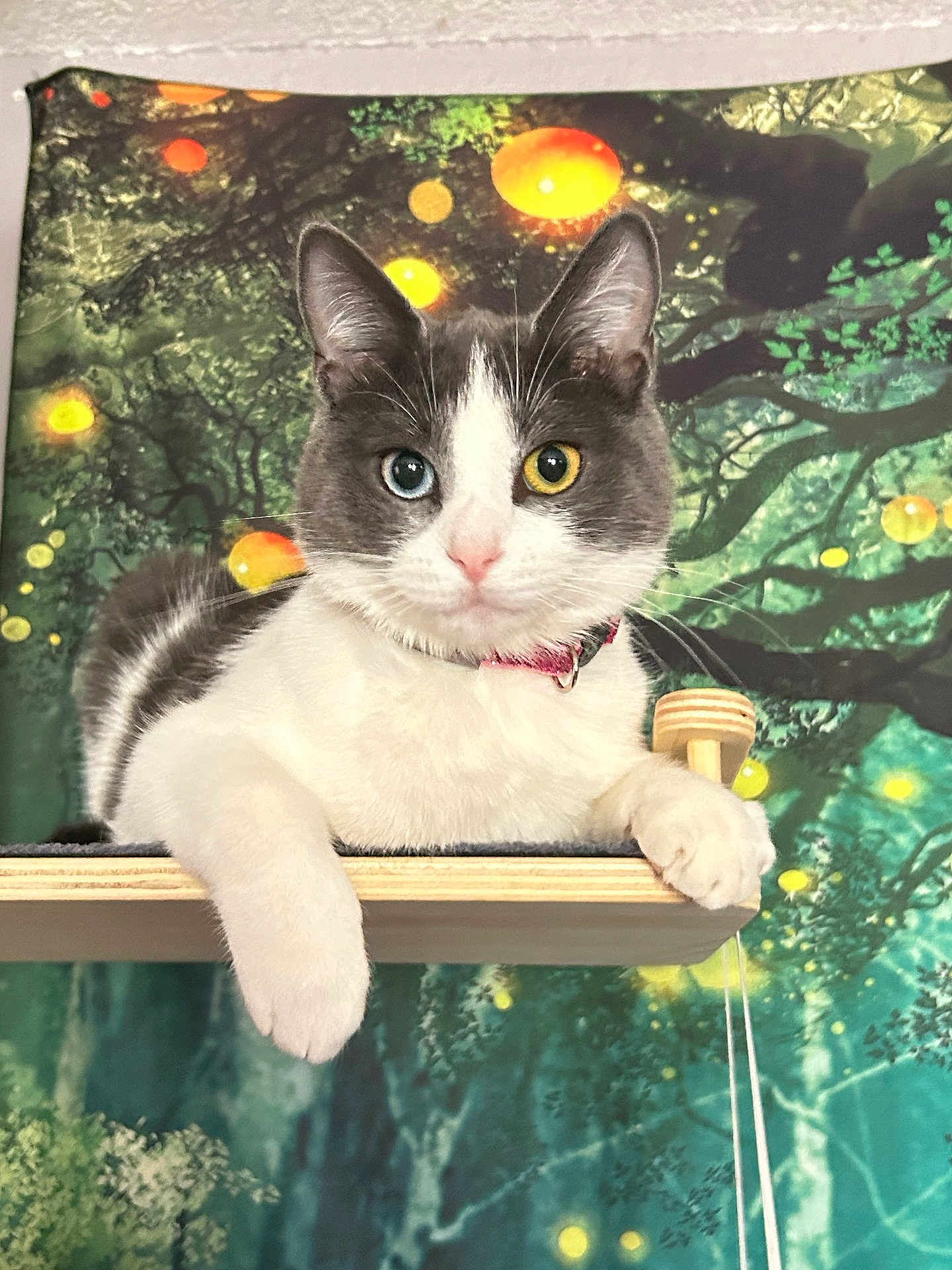 Tommy Girl is registered to the contest to win money with this photo: cat, heterochromia, blue_eye, yellow_eye, white_fur, gray_fur, pet, animal, portrait, wooden_platform, tree_background, forest, glowing_orbs, indoor, collar, cute, relaxed, whiskers, ears, paw