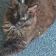 Midnight is registered to the contest to win money with this photo: cat, black_cat, fluffy, pet, indoor, carpet, texture, feline, animal, fur, relaxed, resting, closeup, domestic_animal, sleepy, whiskers, ears, paw, cute, companion