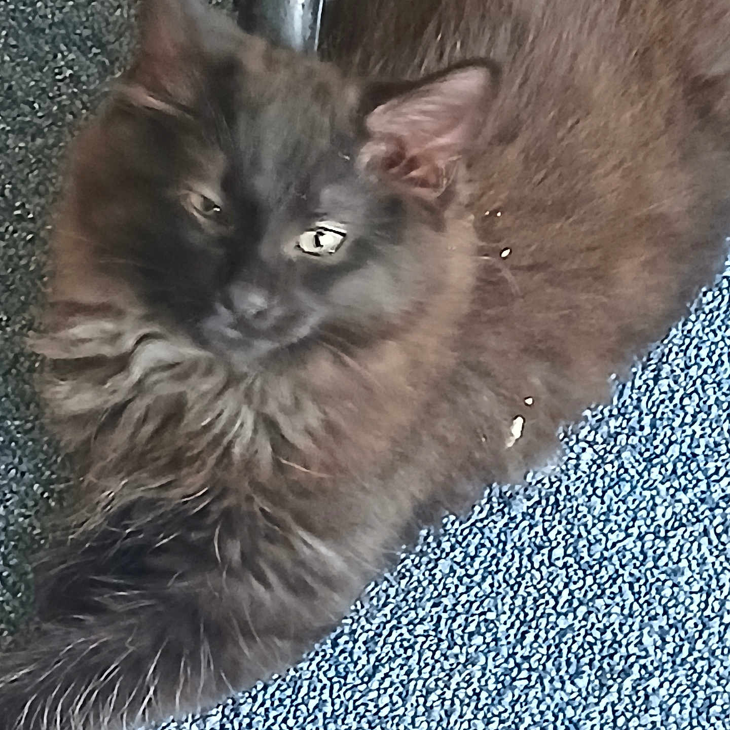 Midnight is registered to the contest to win money with this photo: animal, black_cat, carpet, cat, closeup, companion, cute, domestic_animal, ears, feline, fluffy, fur, indoor, paw, pet, relaxed, resting, sleepy, texture, whiskers