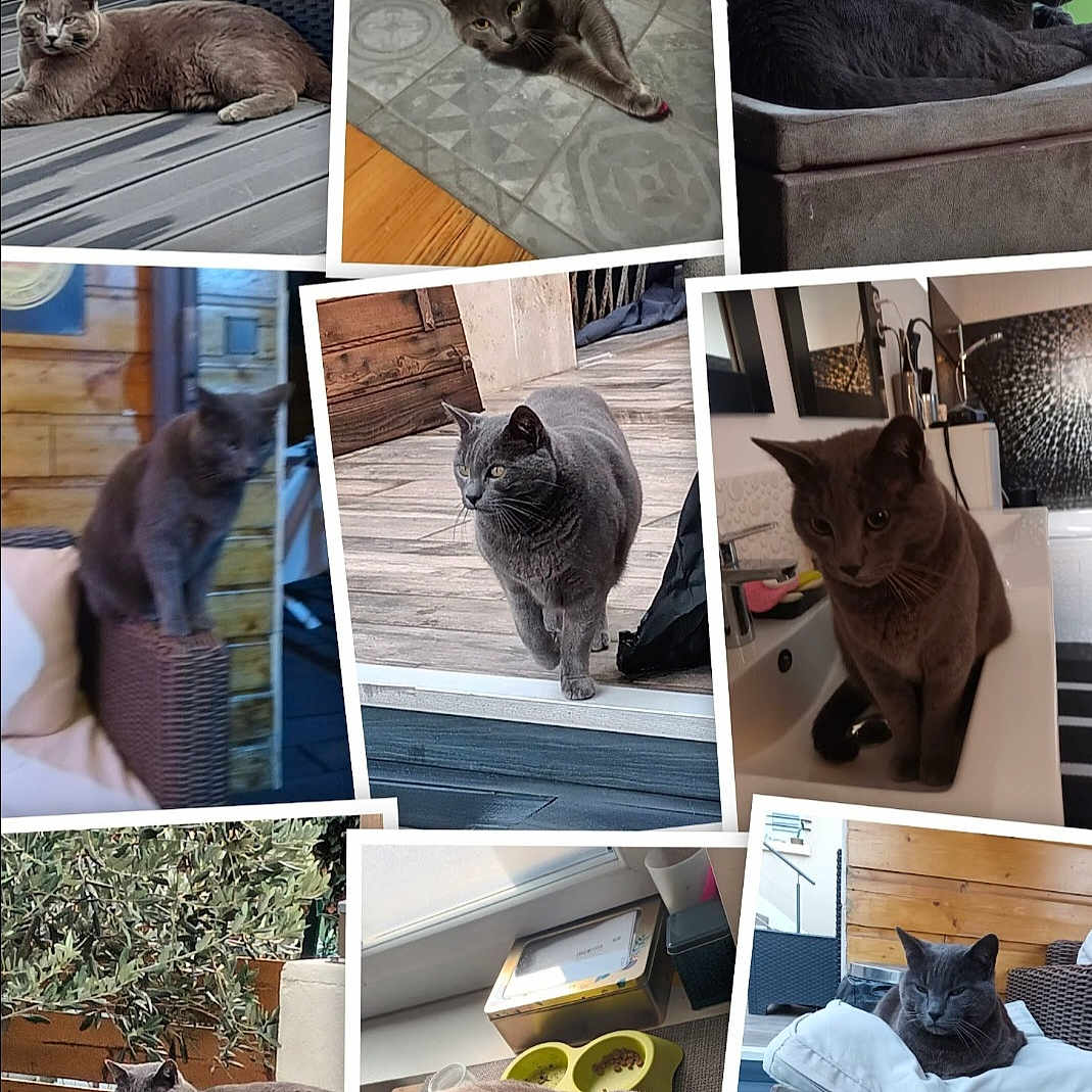 Gribouille a rejoint le concours — aidez-le/la à gagner de superbes lots ! adult, animal, art, canine, cat, collage, couch, female, food, fruit, furniture, hardwood, homedecor, linen, person, pet, plant, produce, woman, wood