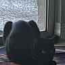 black_cat, cat, pet, indoor, mat, paw_print, floor, glass_door, window, shadow, animal, feline, domestic_cat, resting, quiet, home, curious, quiet_moment, green_eyes, still
