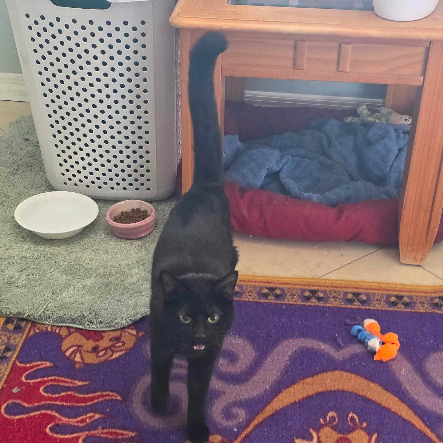 Jasmine is registered to the contest to win money with this photo: black_cat, cat, pet, indoor, rug, toy, pet_bed, food_bowl, water_bowl, laundry_basket, table, floor_tile, cozy, feline, animal, walking, home, domestic, curious, pet_toys