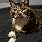 Lilli is registered to the contest to win money with this photo: animal, bed, cat, closeup, crossed_paws, cute, domestic_cat, feline, fur, green_eyes, indoor, looking_up, paws, pet, portrait, quilt, relaxed, resting, tabby, whiskers