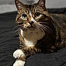 animal, bed, cat, closeup, crossed_paws, cute, domestic_cat, feline, fur, green_eyes, indoor, looking_up, paws, pet, portrait, quilt, relaxed, resting, tabby, whiskers