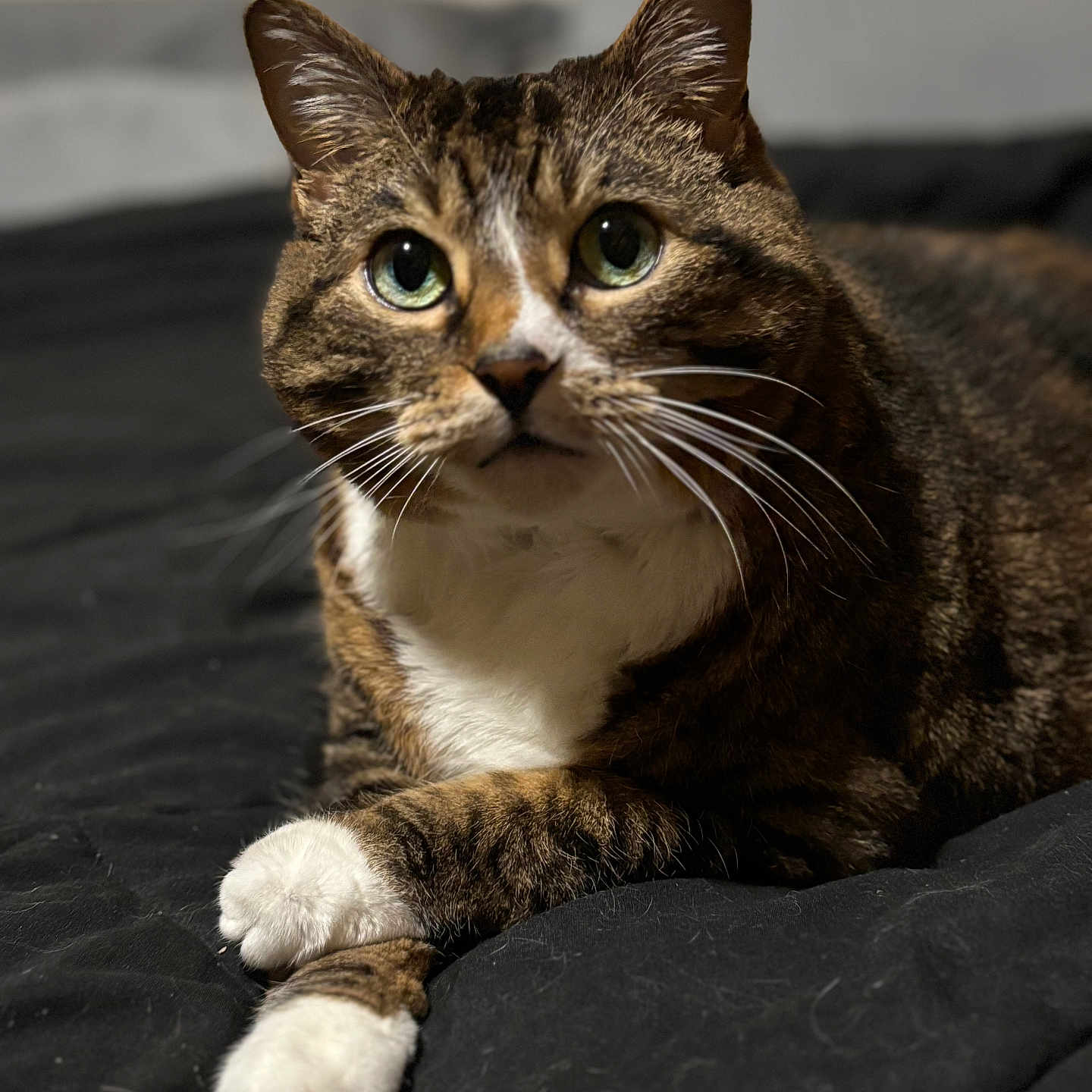 Lilli
