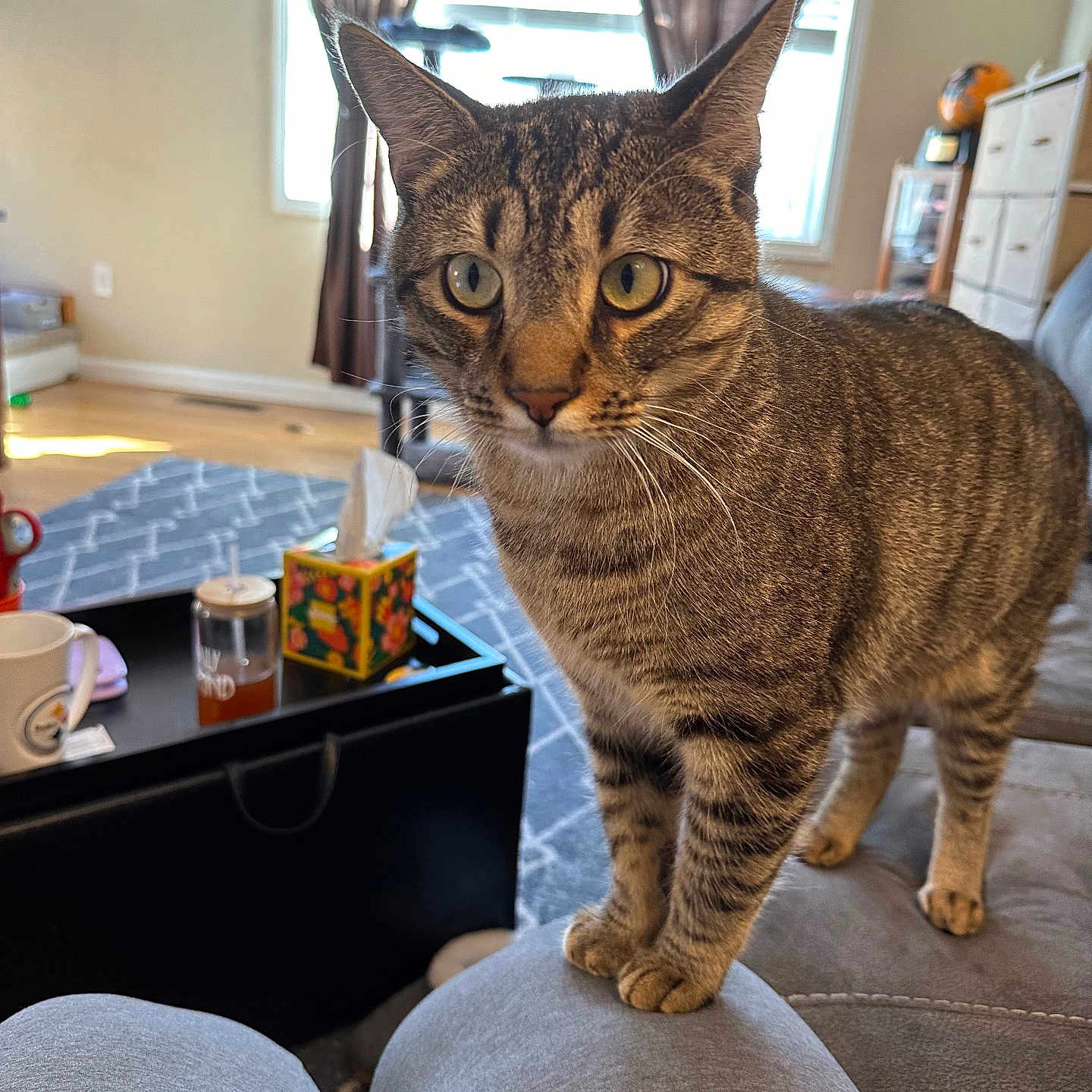 George is registered to the contest to win money with this photo: abyssinian, animal, architecture, art, ball, basketball, box, building, cat, couch, cup, furniture, indoors, livingroom, manx, painting, person, pet, room, table