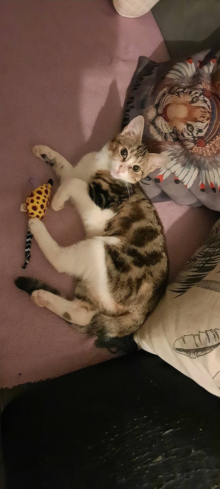 Chipie a rejoint le concours — aidez-le/la à gagner de superbes lots ! bed, carnivore, cat, cat_bed, claw, comfort, domestic_short_haired_cat, felidae, fur, mammal, pattern, paw, room, small_to_medium_sized_cats, tail, vertebrate, whiskers