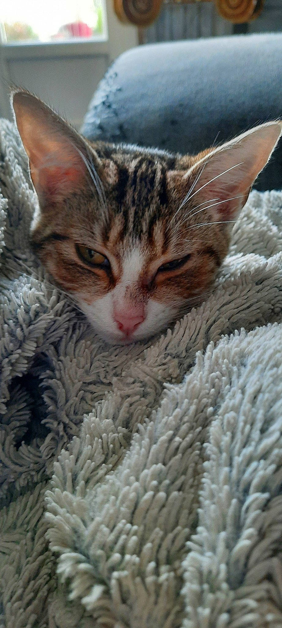 Chipie participe au concours pour gagner de l'argent avec cette photo : carnivore, cat, claw, close_up, comfort, domestic_short_haired_cat, eye, fawn, felidae, fur, iris, knitting, nap, paw, small_to_medium_sized_cats, snout, whiskers, wildlife, window, wool