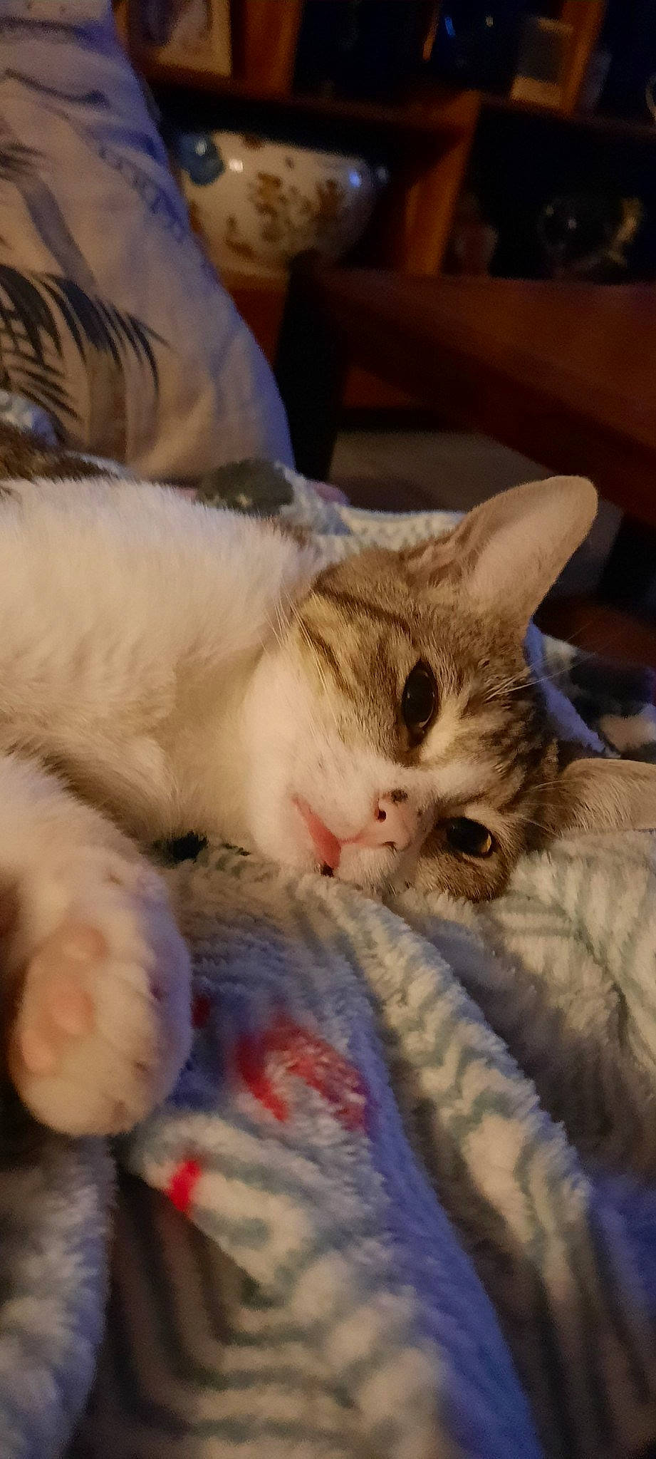 Chipie a rejoint le concours — aidez-le/la à gagner de superbes lots ! carnivore, cat, claw, cloud, comfort, domestic_short_haired_cat, fawn, felidae, fur, linens, nap, paw, sleep, small_to_medium_sized_cats, tail, thread, whiskers