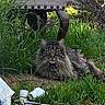 cat, fluffy, grass, outdoor, garden, stool, tools, nature, animal, pet, resting, greenery, feline, long_hair, relaxed, daylight, ground, wood, metal, leaf