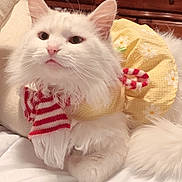 Pearl is registered to the contest to win money with this photo: cat, white_cat, fluffy_fur, pet, indoor, bed, yellow_dress, striped_scarf, furniture, dresser, cozy, cute, animal, portrait, domestic_cat, resting, whiskers, pink_nose, soft_fur, relaxed