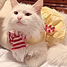 cat, white_cat, fluffy_fur, pet, indoor, bed, yellow_dress, striped_scarf, furniture, dresser, cozy, cute, animal, portrait, domestic_cat, resting, whiskers, pink_nose, soft_fur, relaxed